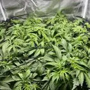 White Widow - 14 May 2026