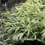 White Widow - 14 May 2026