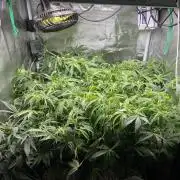 White Widow - 14 May 2026
