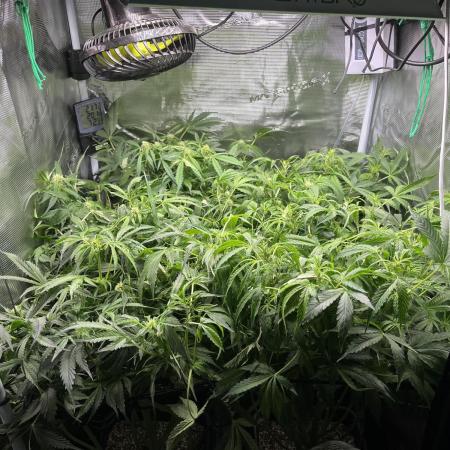 White Widow - 14 May 2026