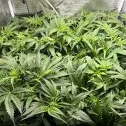 White Widow - 14 May 2026