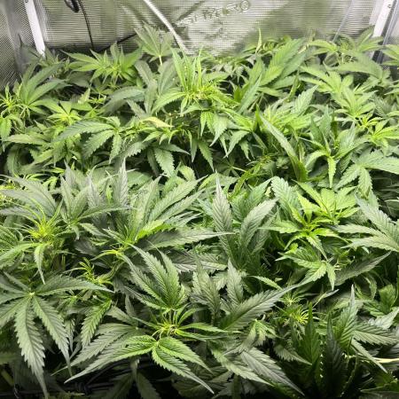 White Widow - 14 May 2026