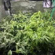 White Widow - 14 May 2026
