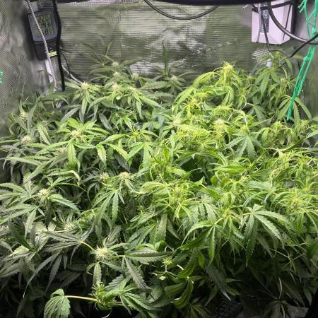 White Widow - 14 May 2026
