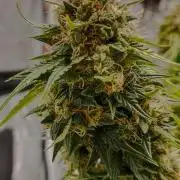 Gorilla Cookies Fast Buds. First grow..