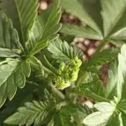🌱 GrowReport #2 | Frostbanger & Friends