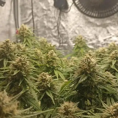 Gorilla Cookies Fast Buds. First grow..