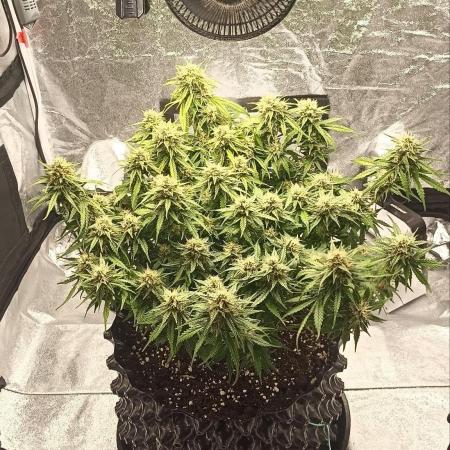 Gorilla Cookies Fast Buds. First grow..