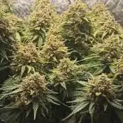 Gorilla Cookies Fast Buds. First grow..