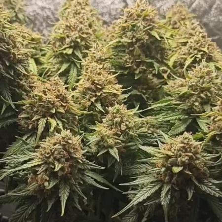 Gorilla Cookies Fast Buds. First grow..