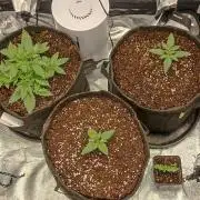 🌱 GrowReport #2 | Frostbanger & Friends