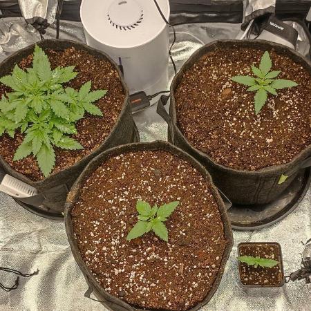 🌱 GrowReport #2 | Frostbanger & Friends