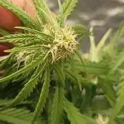 Gorilla Cookies Fast Buds. First grow..