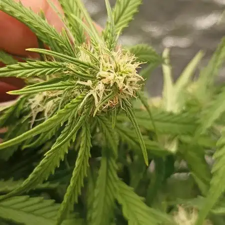 Gorilla Cookies Fast Buds. First grow..