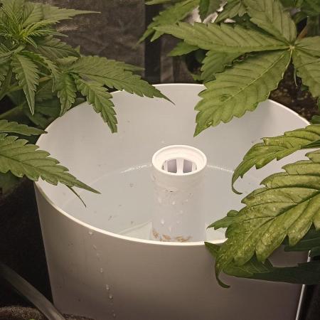 🌱 GrowReport #2 | Frostbanger & Friends