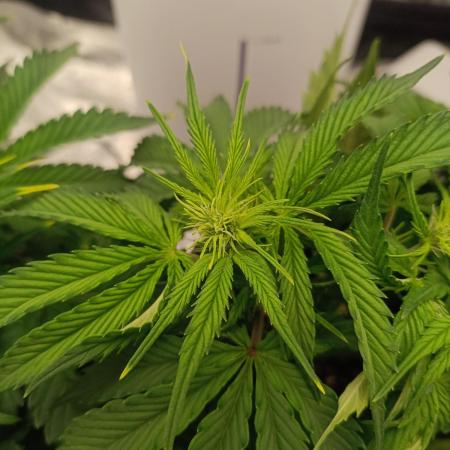 Gorilla Cookies Fast Buds. First grow..