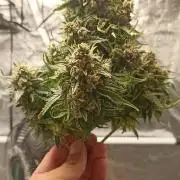 Gorilla Cookies Fast Buds. First grow..