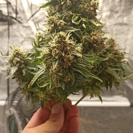 Gorilla Cookies Fast Buds. First grow..