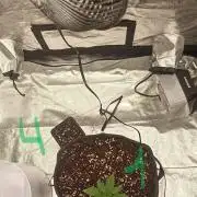🌱 GrowReport #2 | Frostbanger & Friends