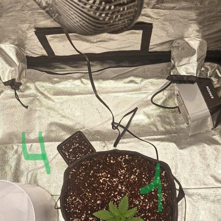 🌱 GrowReport #2 | Frostbanger & Friends