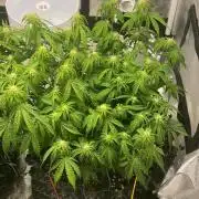 Gorilla Cookies Fast Buds. First grow..