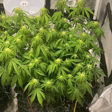 Gorilla Cookies Fast Buds. First grow..