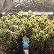 Gorilla Cookies Fast Buds. First grow..