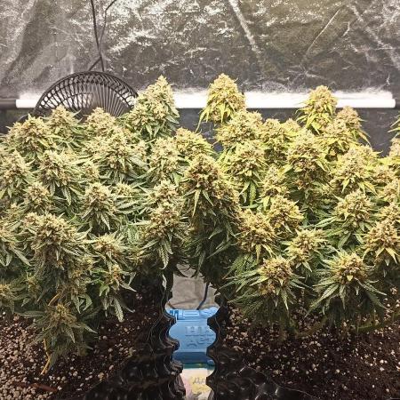 Gorilla Cookies Fast Buds. First grow..