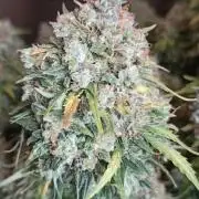 Gorilla Cookies Fast Buds. First grow..
