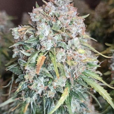 Gorilla Cookies Fast Buds. First grow..