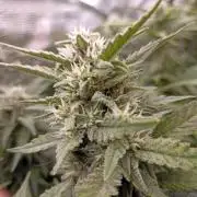 🌱 GrowReport #2 | Frostbanger & Friends