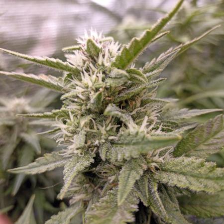 🌱 GrowReport #2 | Frostbanger & Friends