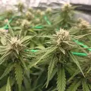 Gorilla Cookies Fast Buds. First grow..