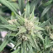 2nd Grow and first run with Mephisto!