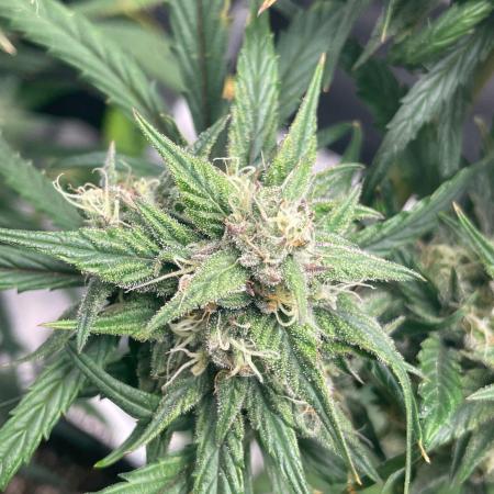 2nd Grow and first run with Mephisto!