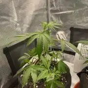 2nd Grow and first run with Mephisto!