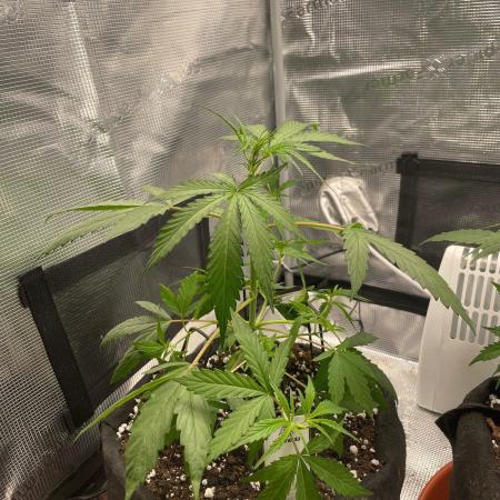2nd Grow and first run with Mephisto!