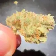 First grow! RQS Blue Cheese Automatic
