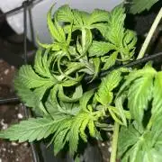 First grow! RQS Blue Cheese Automatic