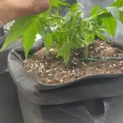 First grow! RQS Blue Cheese Automatic