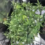 First grow! RQS Blue Cheese Automatic
