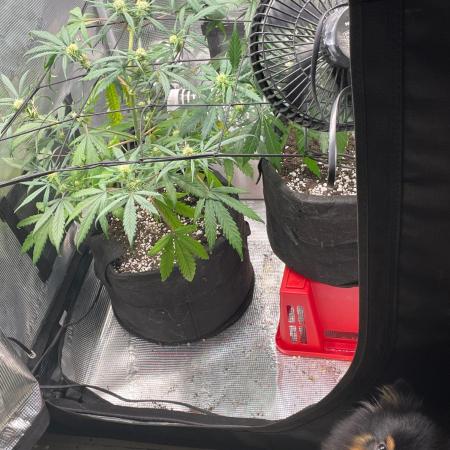 2nd Grow and first run with Mephisto!