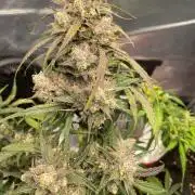 2nd Grow and first run with Mephisto!