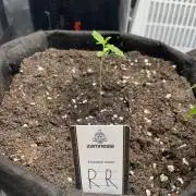 2nd Grow and first run with Mephisto!
