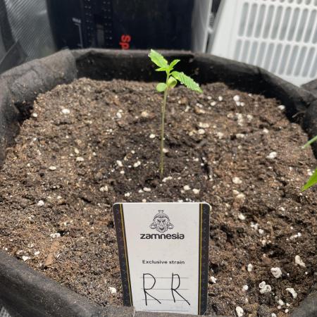 2nd Grow and first run with Mephisto!