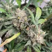 2nd Grow and first run with Mephisto!