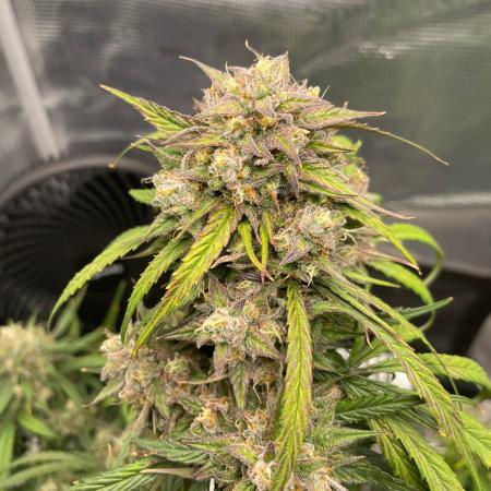2nd Grow and first run with Mephisto!