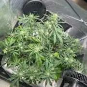 2nd Grow and first run with Mephisto!