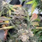 2nd Grow and first run with Mephisto!