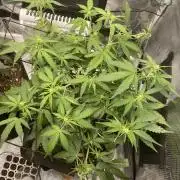 First grow! RQS Blue Cheese Automatic